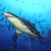 shark_sandtiger_spar_v_0142_nca0433.jpg